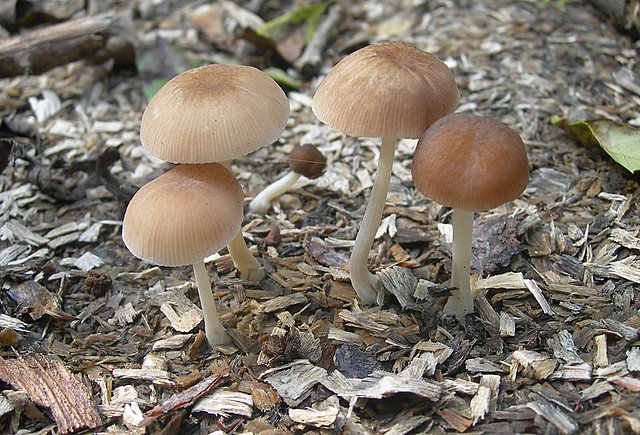 Pluteus  depauperatus     Romagnesi